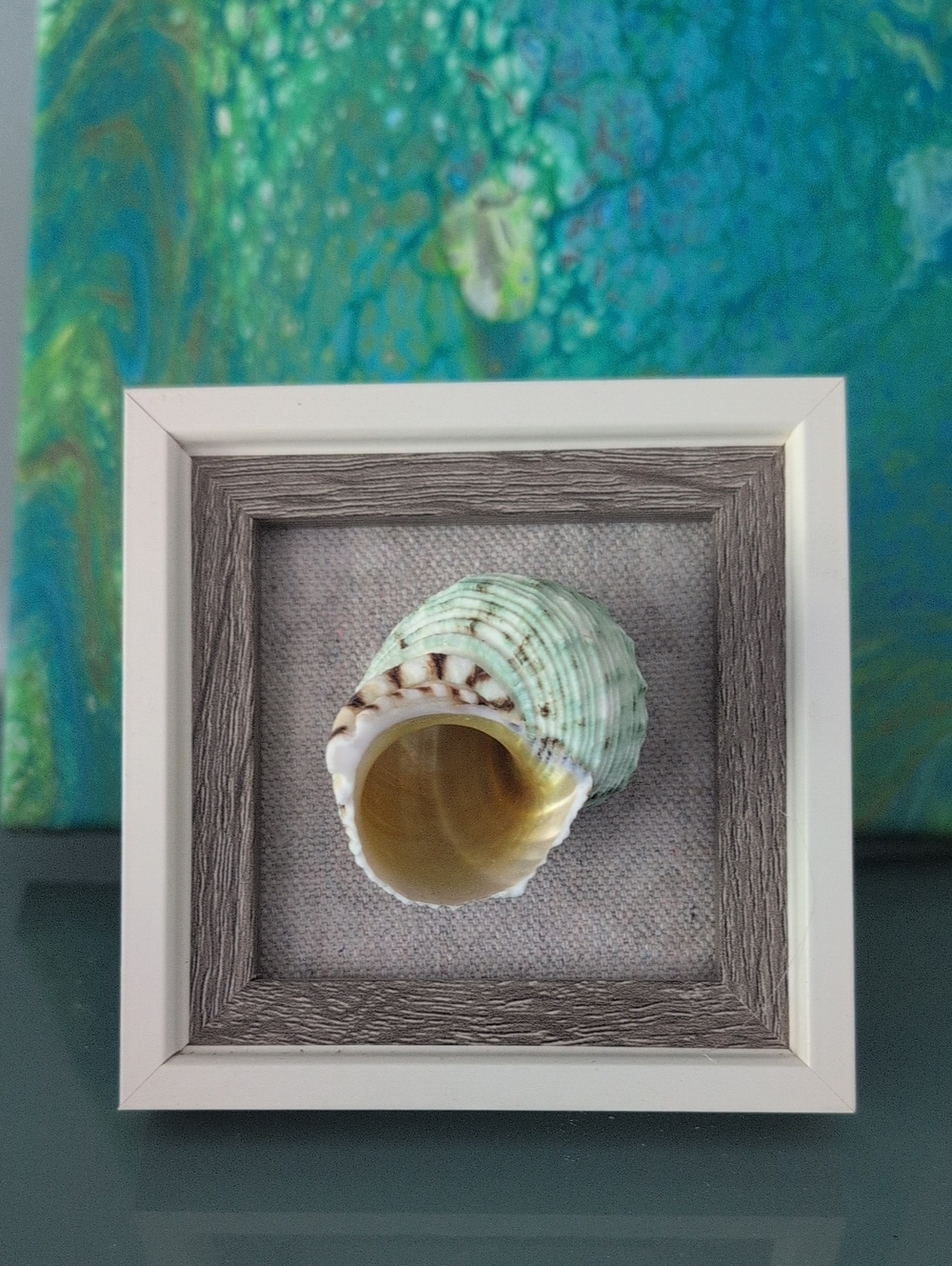 Turbo Imperiali Sea Snail Seashell Framed Green Sea Shell Wall Art 4x4